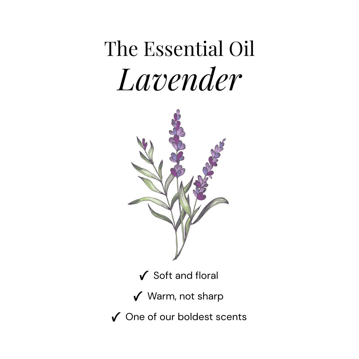 Shower Steamers alla Lavanda - Scatola Regalo da 6