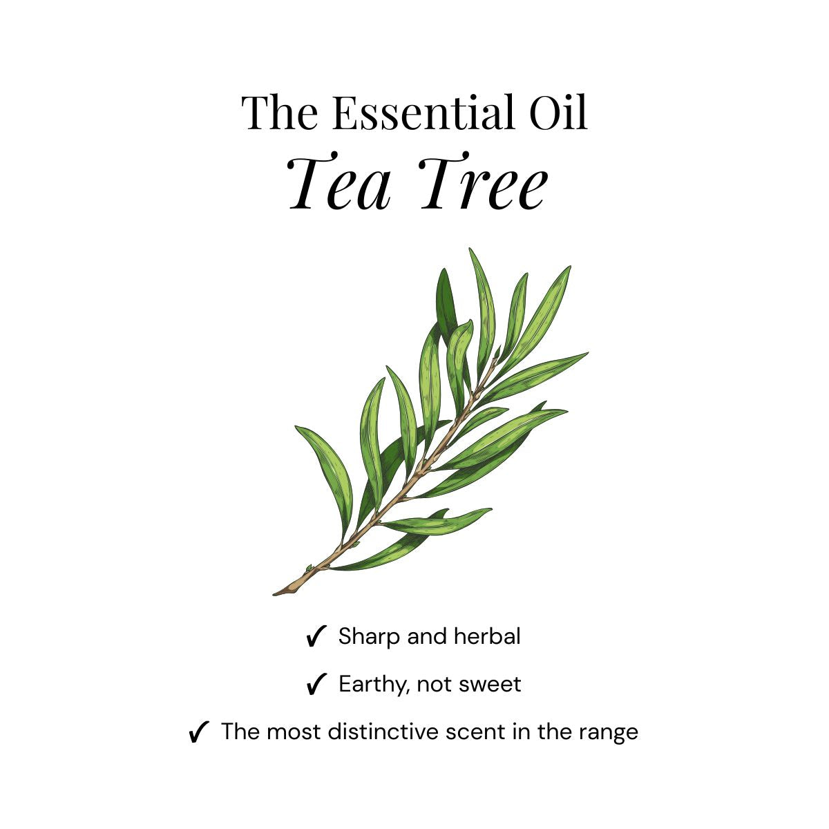 Shower Steamers al Tea Tree - Confezione da 15